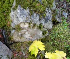 Moss and leaf on the forest floor