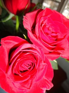 Close up of Roses