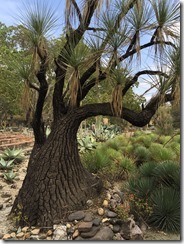 Elephant tree