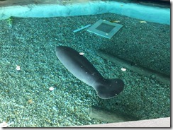 Manatee